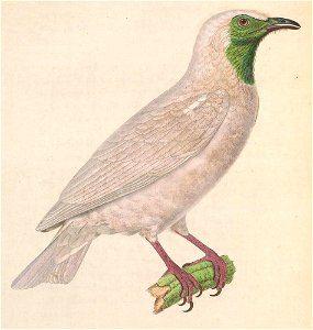 Procnias nudicollis male 1838