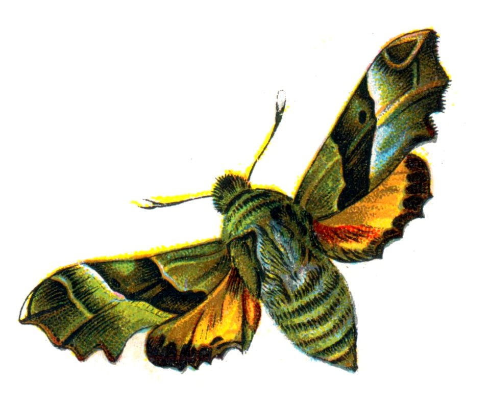 Proserpinus proserpina par Nemos