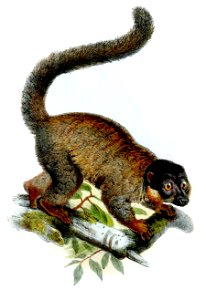 ProsimiaMelanocephalaWolf