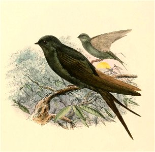 Psalidoprocne pristoptera holomelas 1894