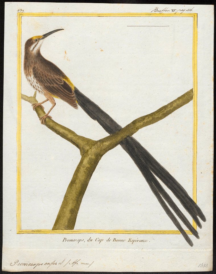 Promerops cafer - 1700-1880 - Print - Iconographia Zoologica - Special Collections University of Amsterdam - UBA01 IZ19000297