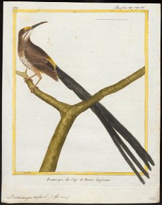 Promerops cafer - 1700-1880 - Print - Iconographia Zoologica - Special Collections University of Amsterdam - UBA01 IZ19000297