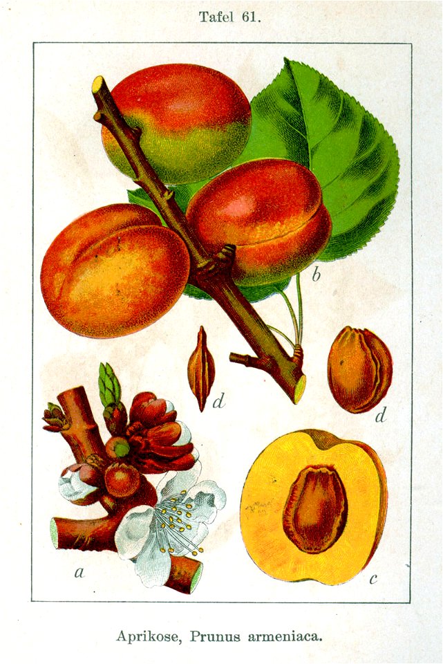 Prunus armeniaca Sturm08061