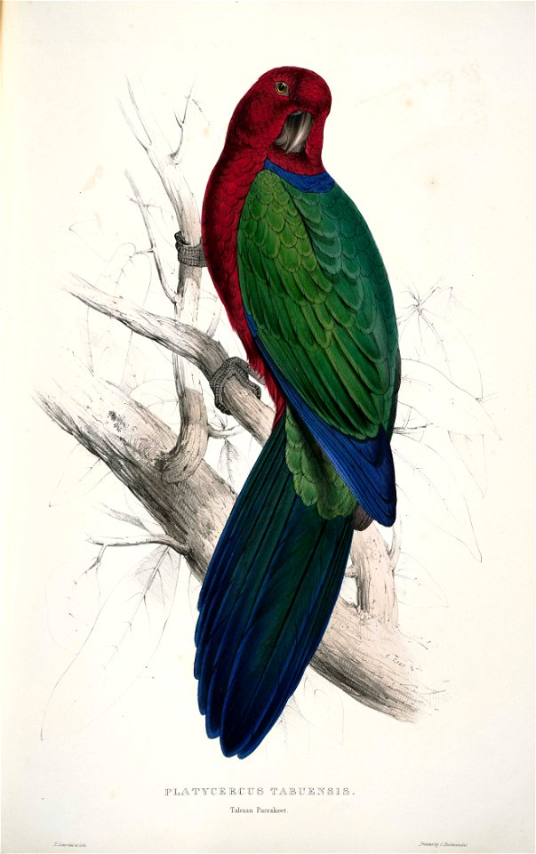 Prosopeia tabuensis -Platycercus tabuensis Tabuan Parrakeet -by Edward Lear 1812-1888