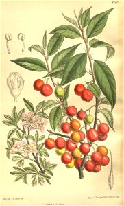 Prunus japonica 135-8260