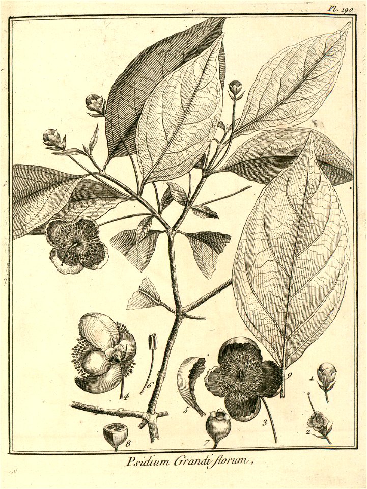 Psidium grandiflorum Aublet 1775 pl 190