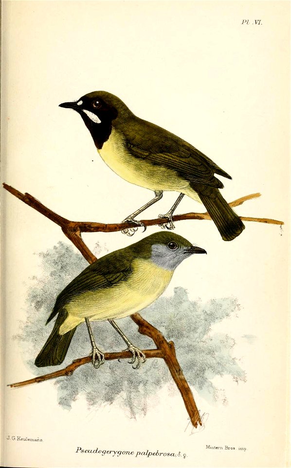PseudogerygonePalpebrosaKeulemans
