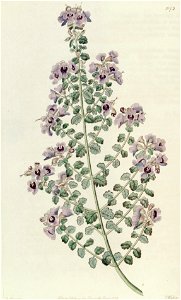 Prostanthera violacea2 - plantillust