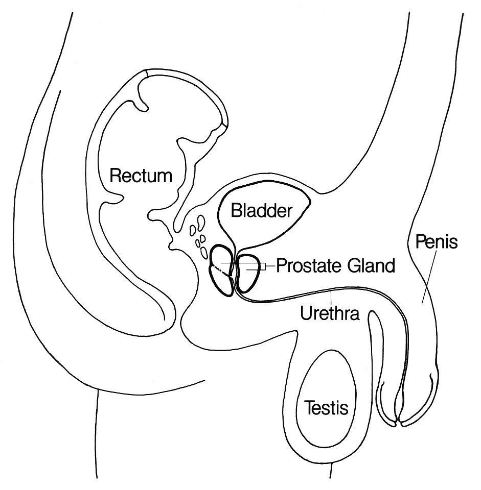 Prostate