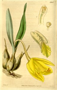 Prosthechea citrina (as Cattleya citrina)-Curtis 66-3742 (1840)