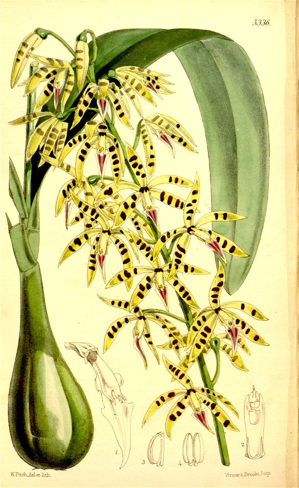 Prosthechea prismatocarpa (as Epidendrum prismatocarpum) - Curtis' 88 (Ser. 3 no. 18) pl. 5336 (1862)