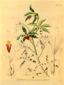 Prosthechea prismatocarpa (as Epidendrum prismatocarpum) - Xenia 2 pl 123. Free illustration for personal and commercial use.