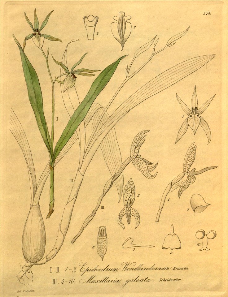 Prosthechea pastoris (as Epidendrum wendlandianum) - Camaridium meleagris (as Maxillaria galeata) - Xenia 3 pl 274