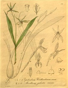 Prosthechea pastoris (as Epidendrum wendlandianum) - Camaridium meleagris (as Maxillaria galeata) - Xenia 3 pl 274