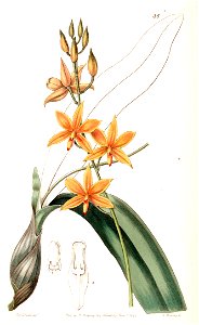Prosthechea vitellina (as Epidendrum vitellinum ) - Edwards vol 26 (NS 3) pl 35 (1840)