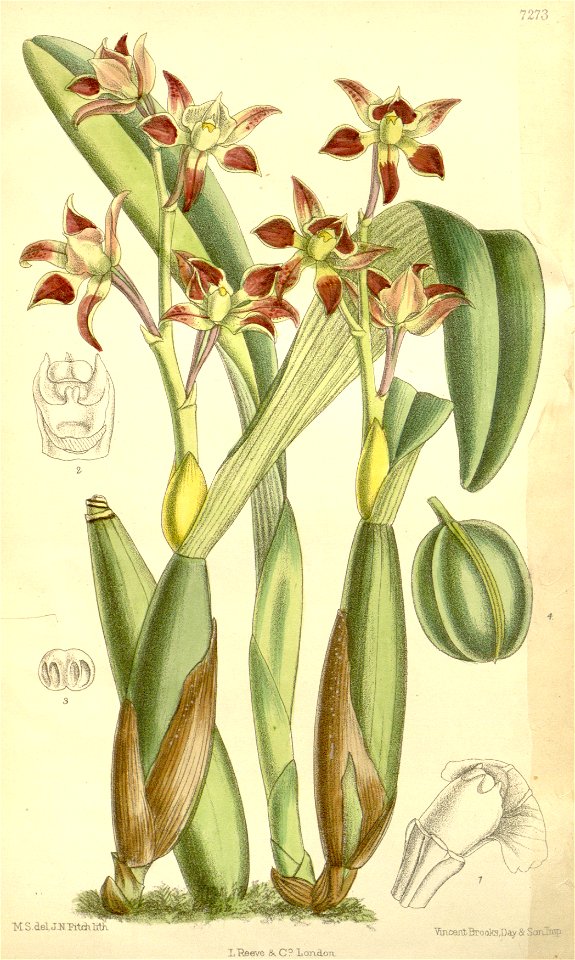 Prosthechea spondiada (as Epidendrum spondiadum) - Curtis' 119 (Ser. 3 no. 49) pl. 7273 (1893)