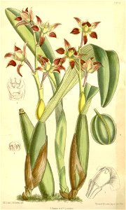 Prosthechea spondiada (as Epidendrum spondiadum) - Curtis' 119 (Ser. 3 no. 49) pl. 7273 (1893)