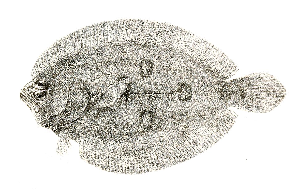 Pseudorhombus javanicus Suzini 92