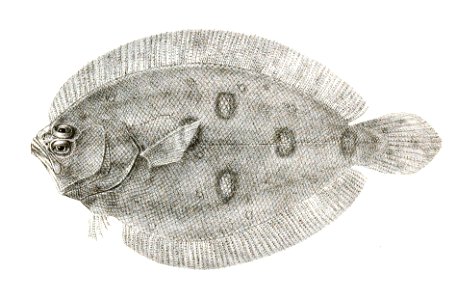 Pseudorhombus javanicus Suzini 92. Free illustration for personal and commercial use.