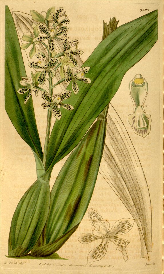 Prosthechea vespa (as Epidendrum coriaceum) - Curtis' 64 (N.S. 11) pl. 3595 (1837)