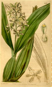 Prosthechea vespa (as Epidendrum coriaceum) - Curtis' 64 (N.S. 11) pl. 3595 (1837)