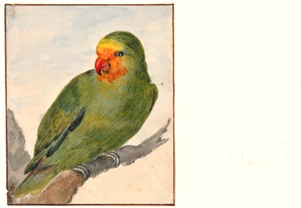 Psittacidae - 1753-1834 - Print - Iconographia Zoologica - Special Collections University of Amsterdam - UBA01 IZA1000238