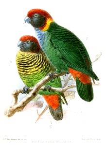 PsittacellaPictaKeulemans