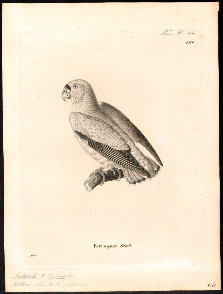 Psittacula hueti - 1700-1880 - Print - Iconographia Zoologica - Special Collections University of Amsterdam - UBA01 IZ18600143