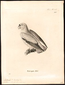 Psittacula hueti - 1700-1880 - Print - Iconographia Zoologica - Special Collections University of Amsterdam - UBA01 IZ18600143