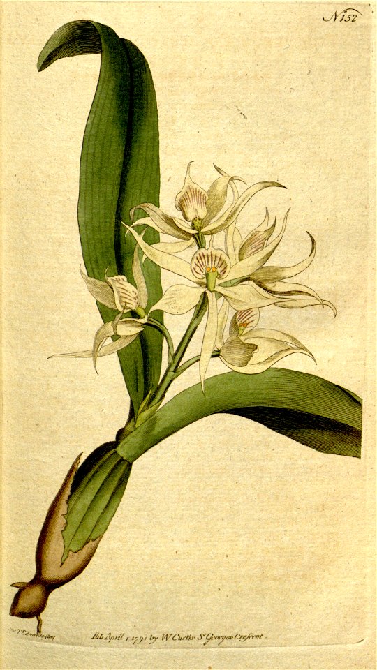Prosthechea fragrans (as Epidendrum cochleatum Curtis)-Curtis 5-152 (1792)