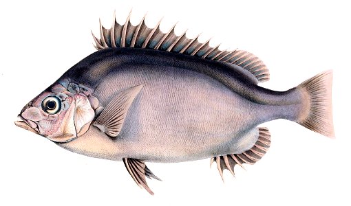 Pseudopentaceros richardsoni