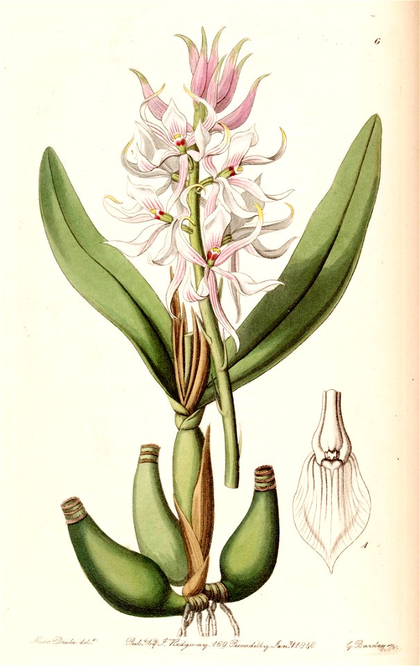 Prosthechea glumacea (as Epidendrum glumaceum) - Edwards vol 26 (NS 3) pl 6 (1840)