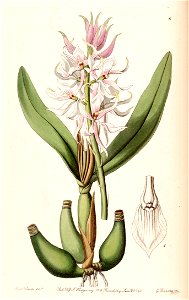 Prosthechea glumacea (as Epidendrum glumaceum) - Edwards vol 26 (NS 3) pl 6 (1840)