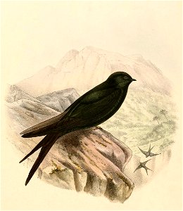 Psalidoprocne pristoptera orientalis 1894
