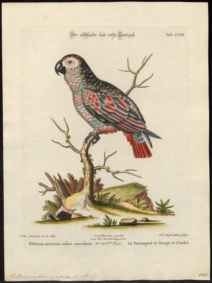 Psittacus erythacus - 1700-1880 - Print - Iconographia Zoologica - Special Collections University of Amsterdam - UBA01 IZ18600063