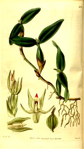 Prosthechea pygmaea (as Epidendrum pygmaeum) - Curtis' 60 (N.S. 7) pl. 3220 (1833). Free illustration for personal and commercial use.
