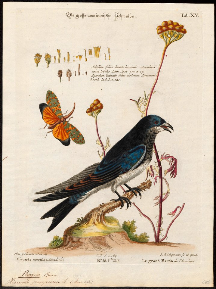 Progne purpurea - 1700-1880 - Print - Iconographia Zoologica - Special Collections University of Amsterdam - UBA01 IZ16700203