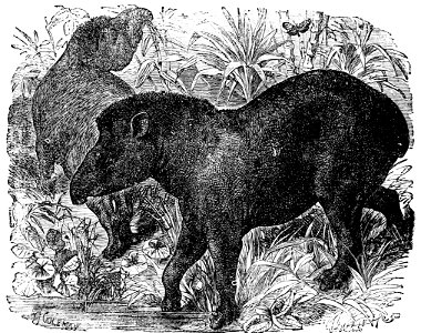 PSM V02 D155 American tapir