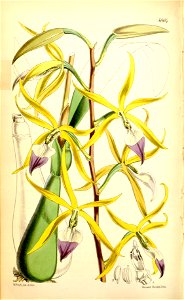 Prosthechea brassavolae or Panarica brassavolae (as Epidendrum brassavolae) - Curtis' 93 (Ser. 3 no. 23) pl. 5664 (1867). Free illustration for personal and commercial use.