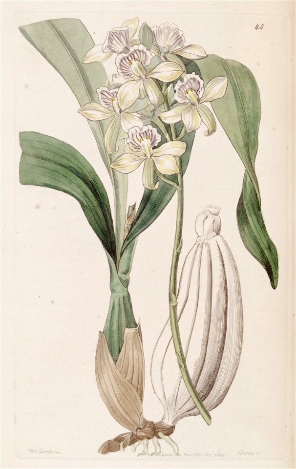 Prosthechea radiata (as Epidendrum radiatum)-Edwards vol 30 pl 45 (1844)