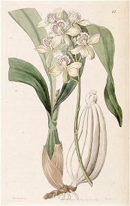 Prosthechea radiata (as Epidendrum radiatum)-Edwards vol 30 pl 45 (1844)