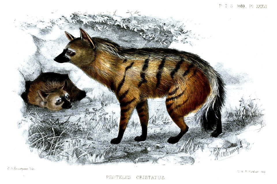 ProtelesCristataKeulemans