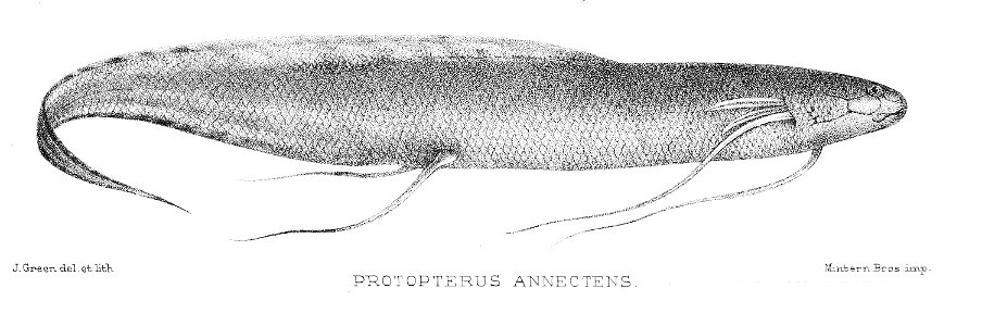 Protopterus annectens 1902
