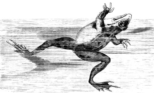 PSM V01 D363 Frog with half cerebellum destroyed