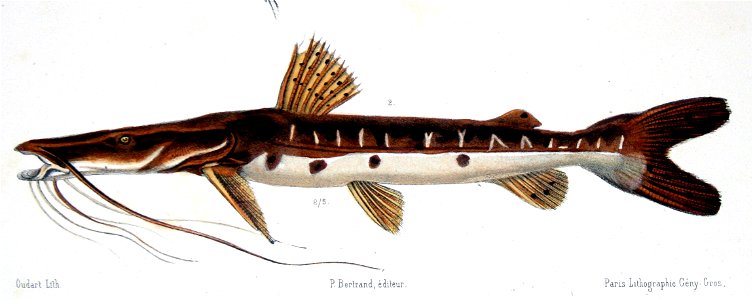 Pseudoplatystoma punctifer