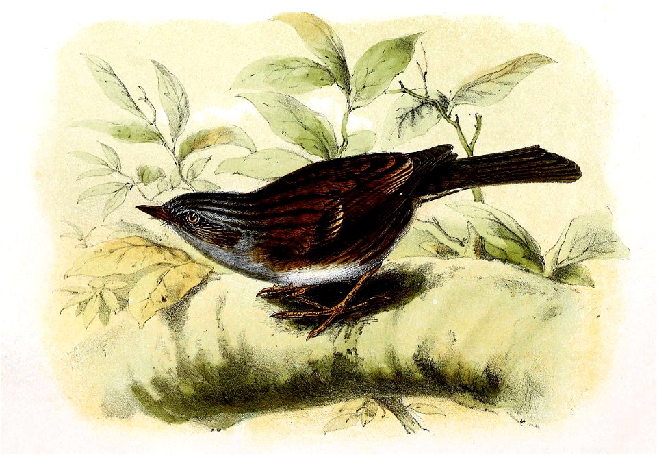 Prunella modularis 1869