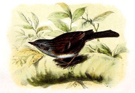 Prunella modularis 1869