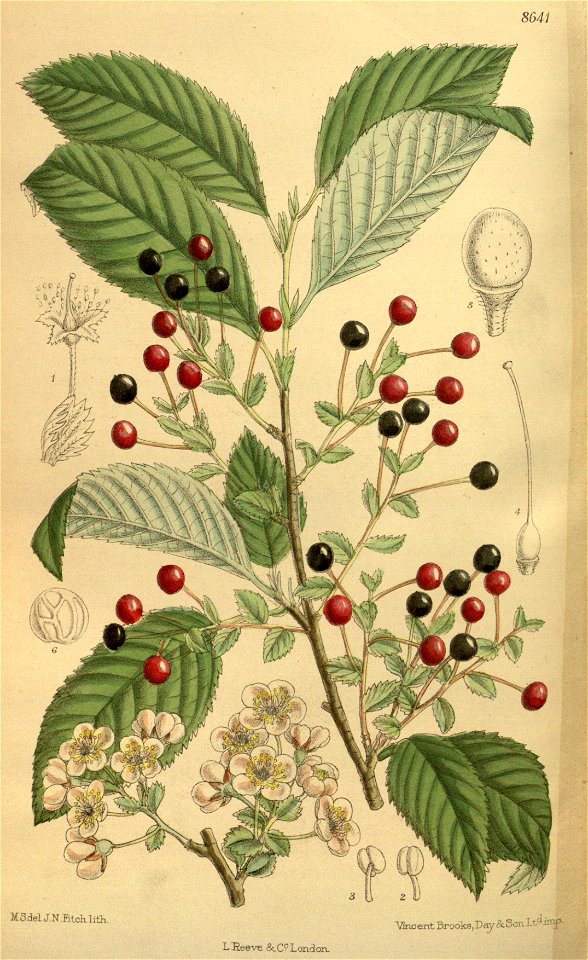 Prunus maximowiczii 141-8641