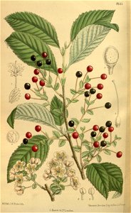 Prunus maximowiczii 141-8641