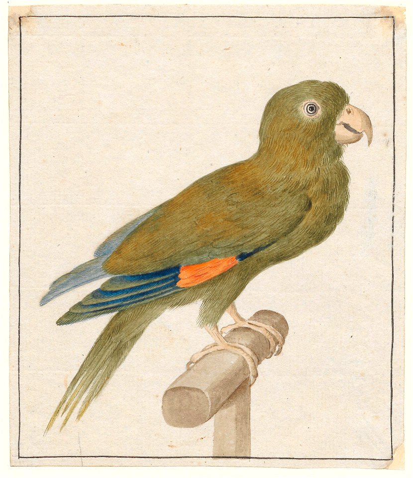 Psittacidae - 1753-1834 - Print - Iconographia Zoologica - Special Collections University of Amsterdam - UBA01 IZA1000240